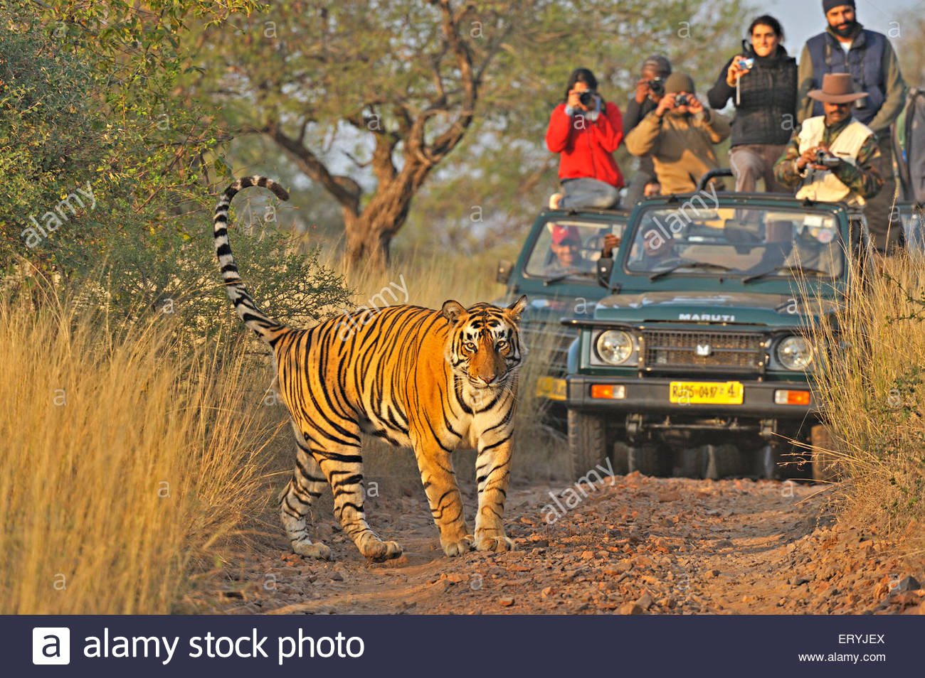 Tiger with Golden Triangle Group Tour